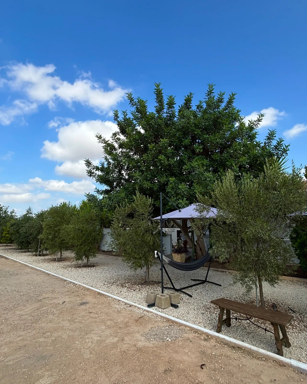 Hamaca entre olivos junto al camino del jardín